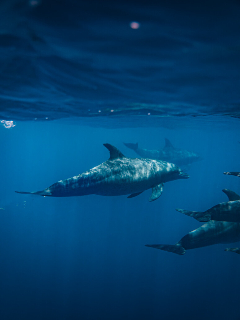 Makani Dolphin El Gouna